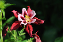 Crimson Color Columbine Flower