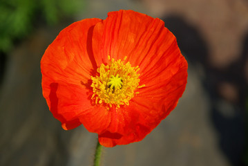 Wall Mural - Isländischer Mohn - iceland poppy 01