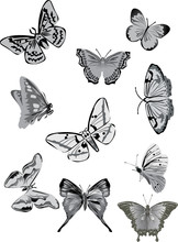Ten Gray Butterflies Collection