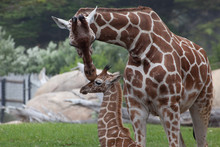 Giraffe Mother Kissing Baby