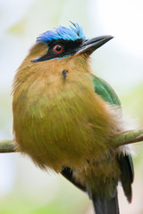 Poster - motmot bird