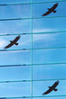 glass wall with bird silhouettes