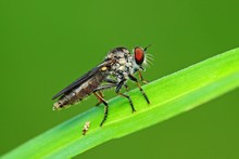Robber Fly In The Parks