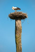 Stork With Nest