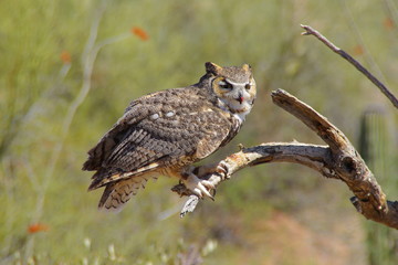 Owl - Eule