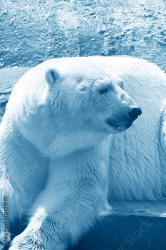 Plakat na papierze fotorealistycznym Niedźwiedź polarny