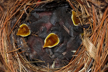 Wall Mural - Hungry Baby Birds - House Wrens