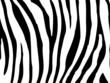 Zebra Textur 03