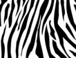 Zebra Textur Abstrakt