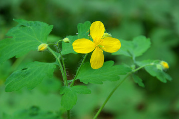 Poster - Schöllkraut - greater celandine 01