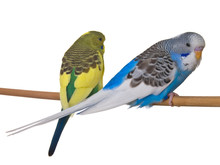 Pair Budgerigar On White Background