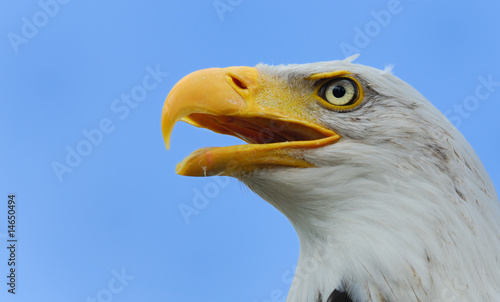 Plakat na papierze fotorealistycznym American bald eagle