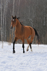 Wall Mural - bay horse trors in field