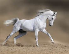 White Horse Stallion Runs Gallop In Dust Desert, Collage Paint