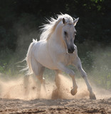 Fototapeta Konie - white horse runs gallop in dust