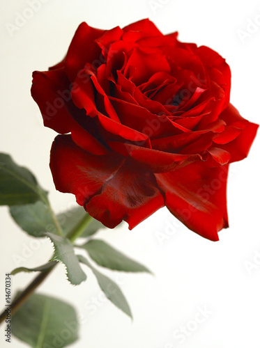 Tapeta ścienna Róża floribunda, rosa floribunda, róża hybrydowa, rosaceae