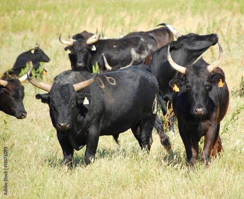 Naklejka samoprzylepna Buhaje camargue
