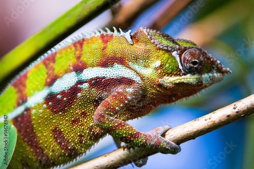 Naklejka samoprzylepna Kameleon