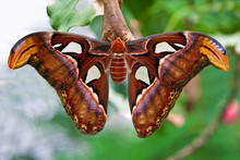 Small Emperor Moth (butterfly)