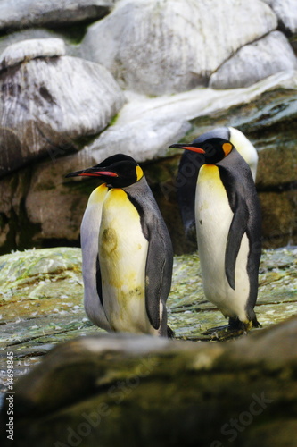 Board z aluminiowym obramowaniem King penguins