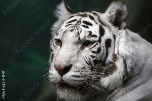 Tapeta ścienna Biały tygrys bengalski