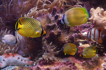 Wall Mural - Tropical fishes