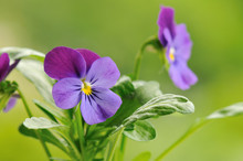 Purple Pansy Flower With Soft Green Background