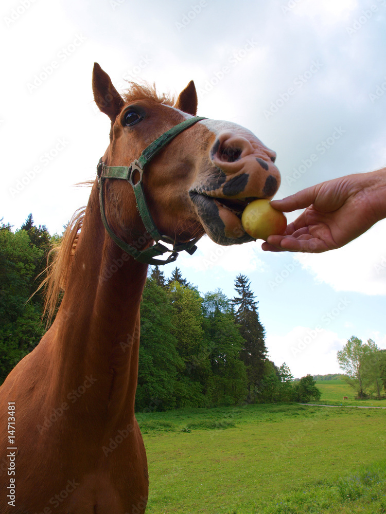 Pferd frisst Apfel Stock Photo | Adobe Stock