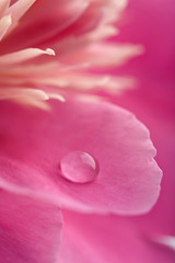 Fototapete - pink peony flower with water droplet