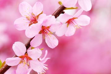 Fotomurales - Pink Blossom