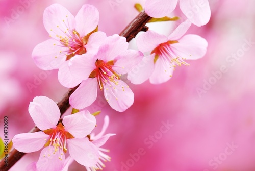Pink Blossom