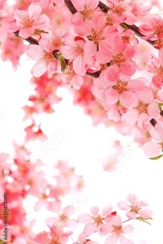 Pink Blossom Isolated on White