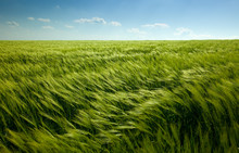 Green Wheat Field And Cloudy Sky