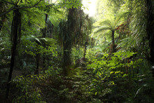 Dense Tropical Jungle Forest