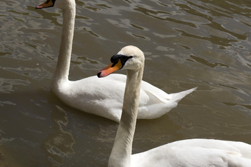 swans swimming in a canal