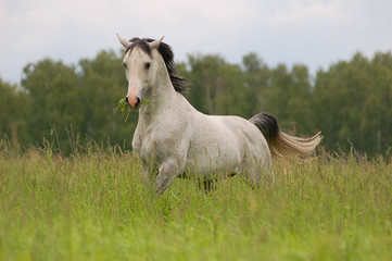 Wall Mural - arab stallion on field