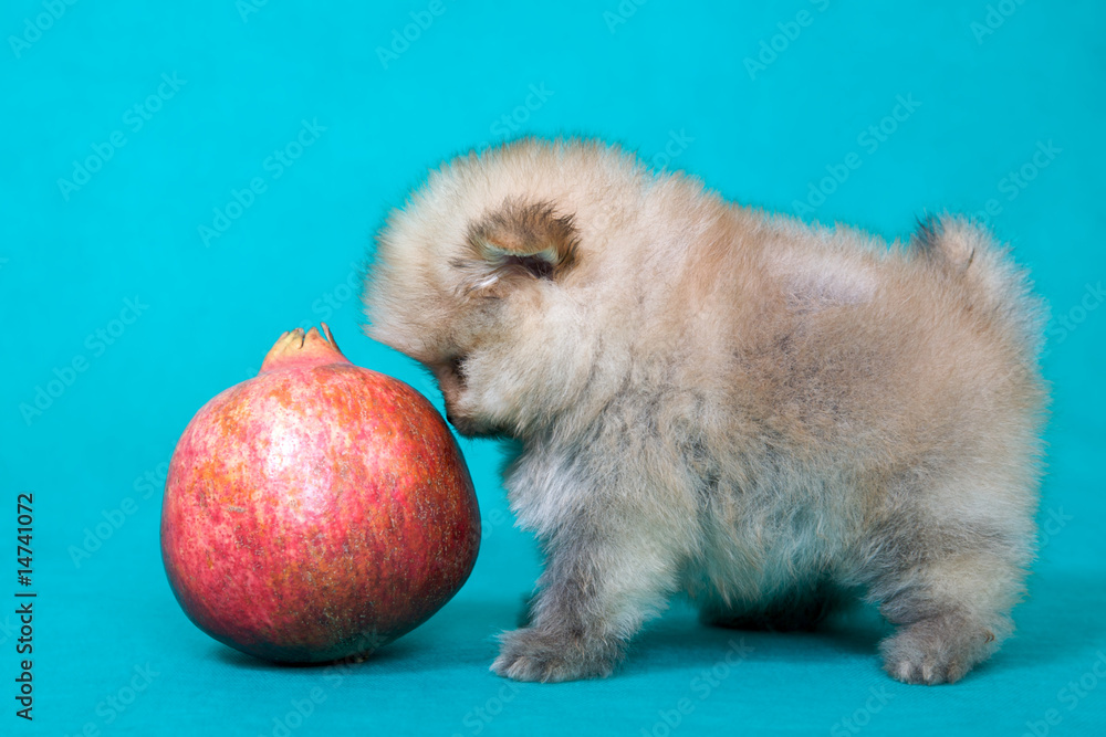 Puppy of the spitz dog with pomegranate Stock Photo Adobe Stock