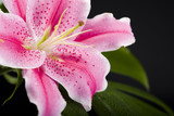 Lily