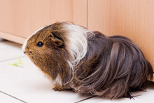 Long Haired Guinea Pig Sitting On A Floor