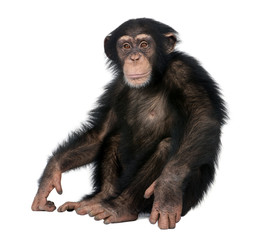 young chimpanzee - simia troglodytes (5 years old)