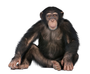 young chimpanzee - simia troglodytes (5 years old)