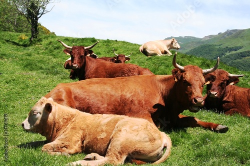Fotoboard na płycie Krowy sprzedają w Auvergne