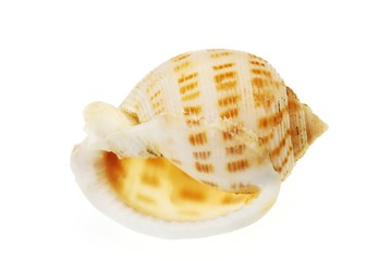 Wall Mural - Seashell isolated on white background