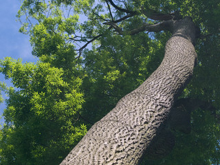 Wall Mural - ash tree