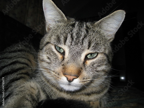 Garfield Le Chat 4 Buy This Stock Photo And Explore Similar Images At Adobe Stock Adobe Stock Garfield Le Chat 4 Buy This Stock Photo And Explore Similar Images At Adobe Stock Adobe Stock
