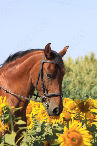 Naklejka dekoracyjna pferd in sonnenblumen