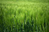 Fototapeta  - field of green wheat grass