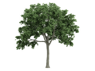 elm_(ulmus)