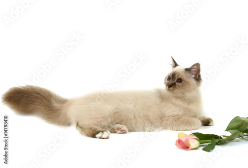 Chat Sacré De Birmanie Sur Fond Blanc Buy This Stock Photo