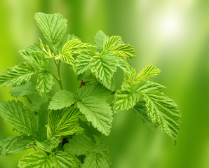 Canvas Print - Leaves of a raspberry